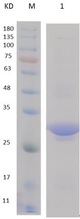 12% SDS-PAGE analysis profiles of purified PA4541-55-353 (CBB stained).